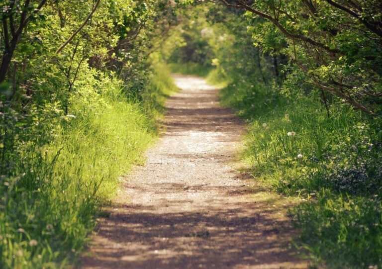 Tree‑lined sunlit pathway stretching ahead, representing a journey and looking toward the future.